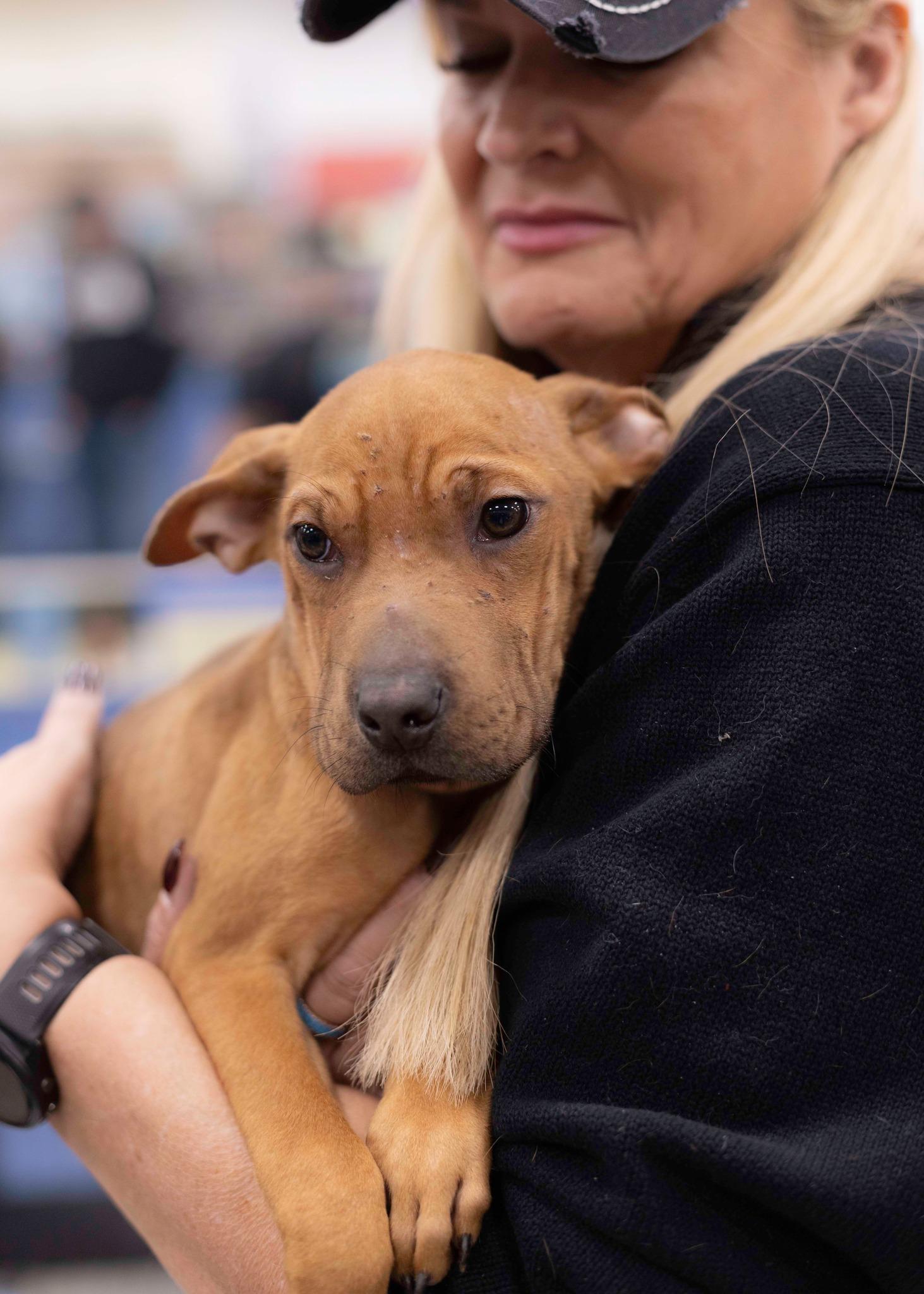 Enlarge Mogwai, a Adoptable mixed breed in West Richland, WA image 2/3