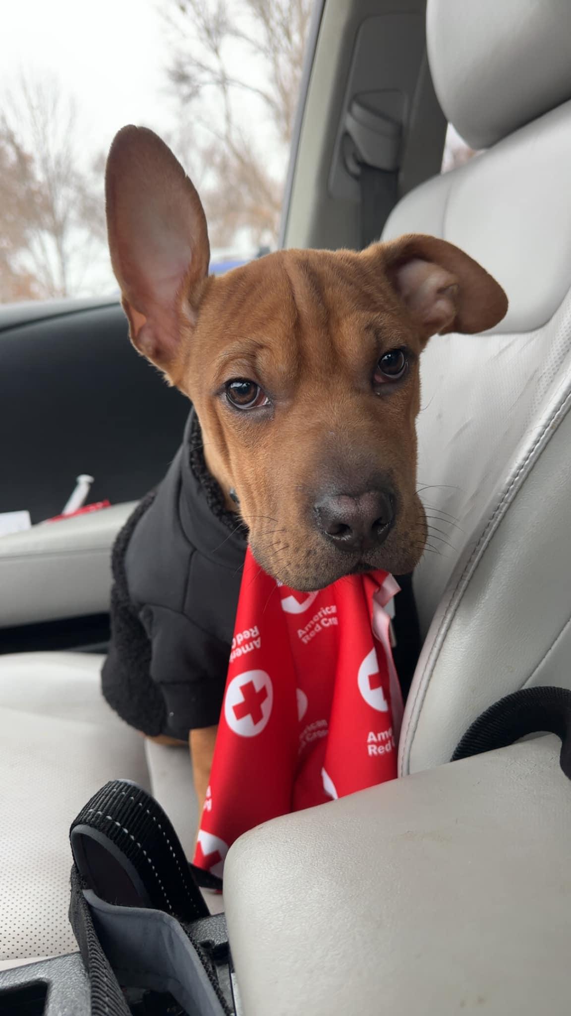 Enlarge Mogwai, a Adoptable mixed breed in West Richland, WA image 3/3