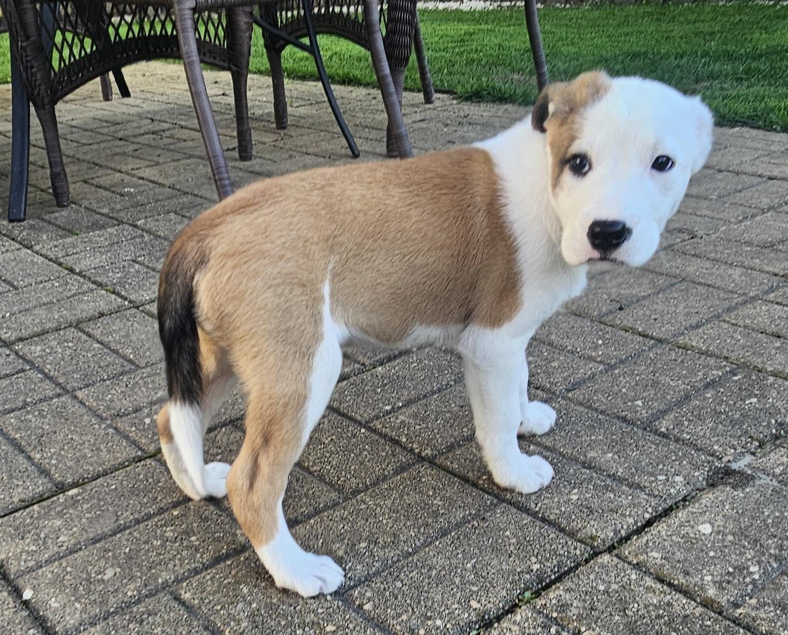 Enlarge Emerald, an adopted mixed breed in Aurora, IL image 2/3
