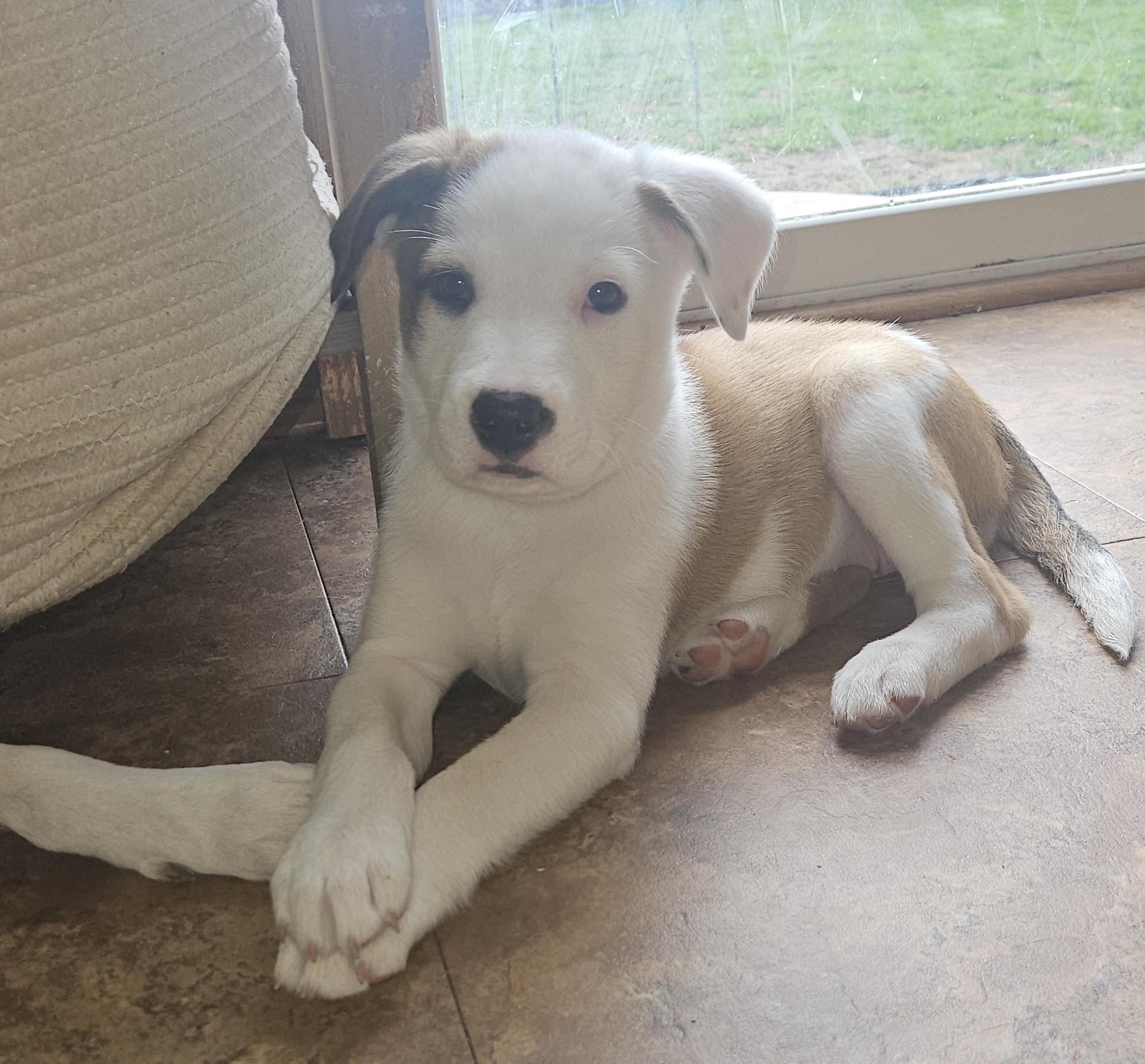 Emerald, adopted, Puppy Female Catahoula Leopard Dog & Terrier.