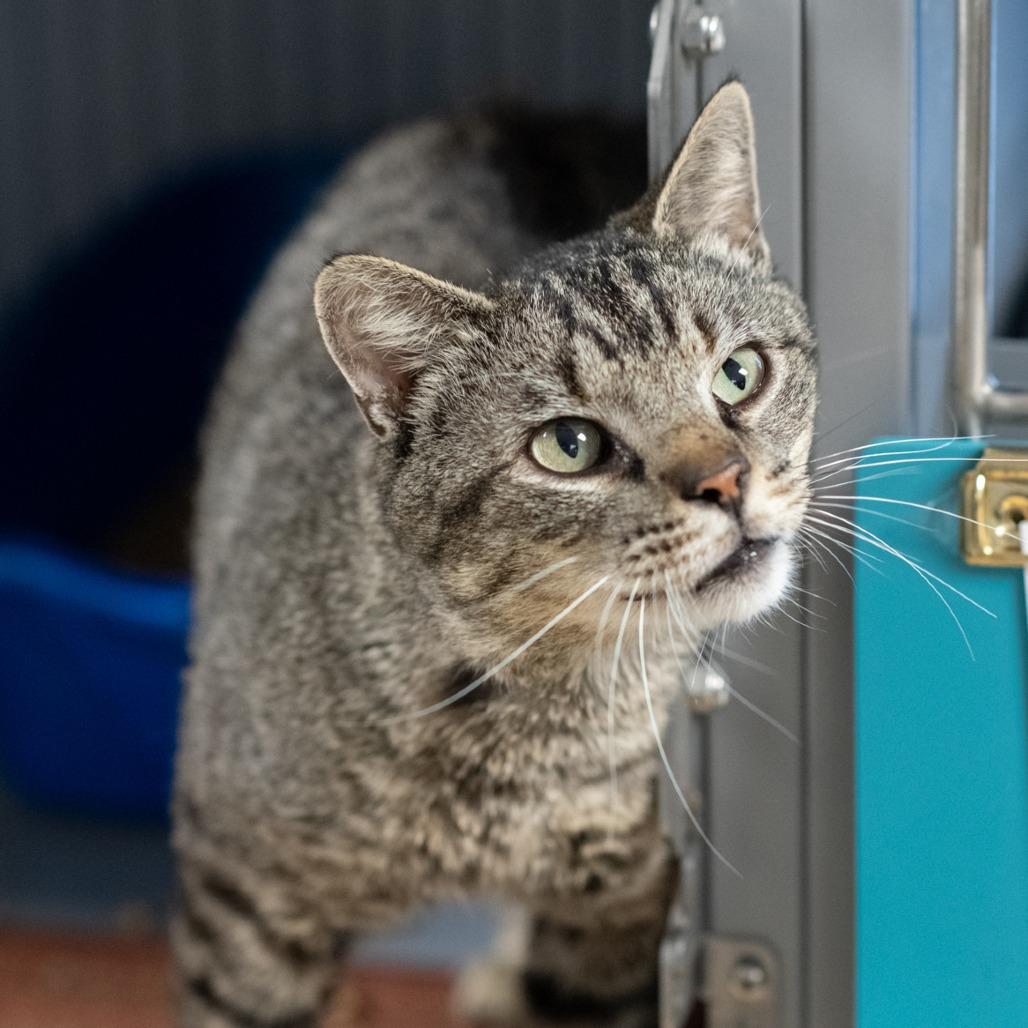 Enlarge GIDEON-30636, a Adoptable Domestic Short Hair in Bartlett, TN image 1/1