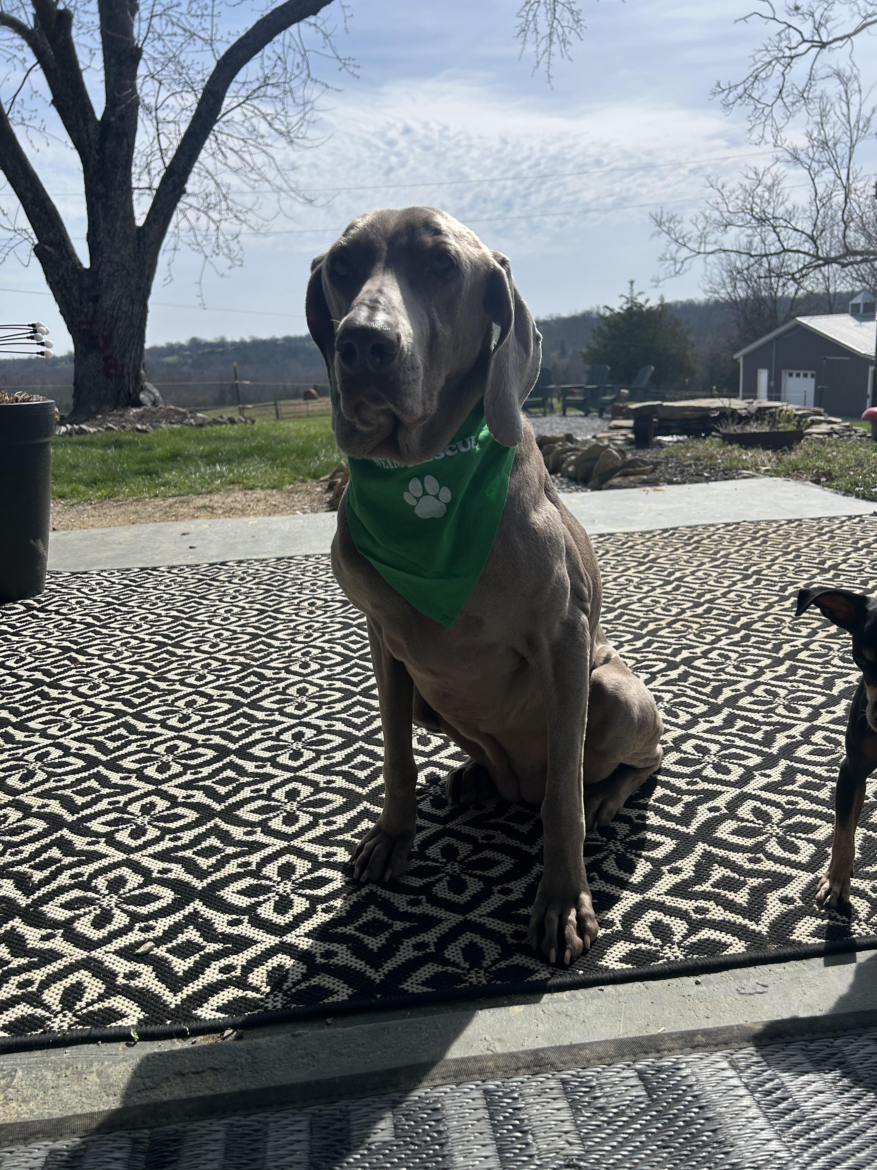 Enlarge Violet, a ADOPTABLE Weimaraner in Jeffersonville, IN image 2/4
