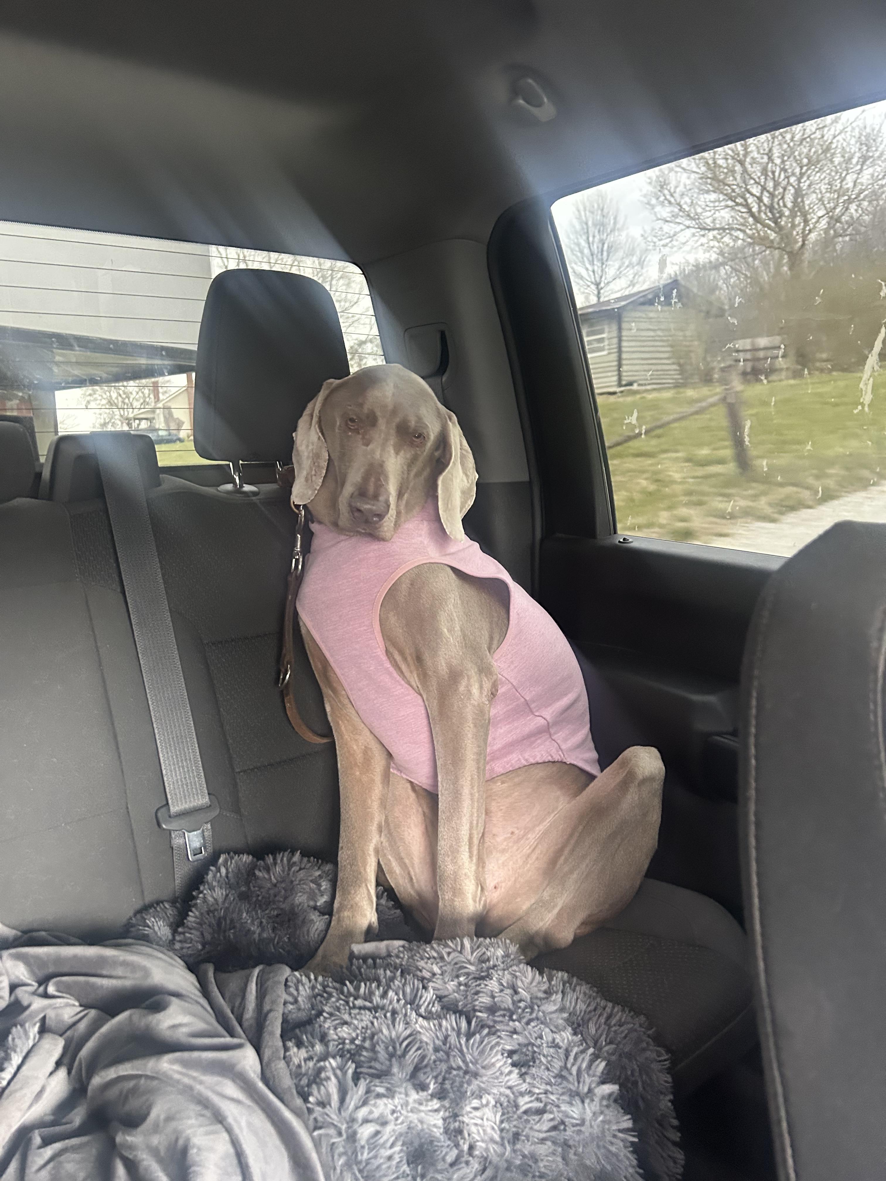Violet, ADOPTABLE, Senior Female Weimaraner.