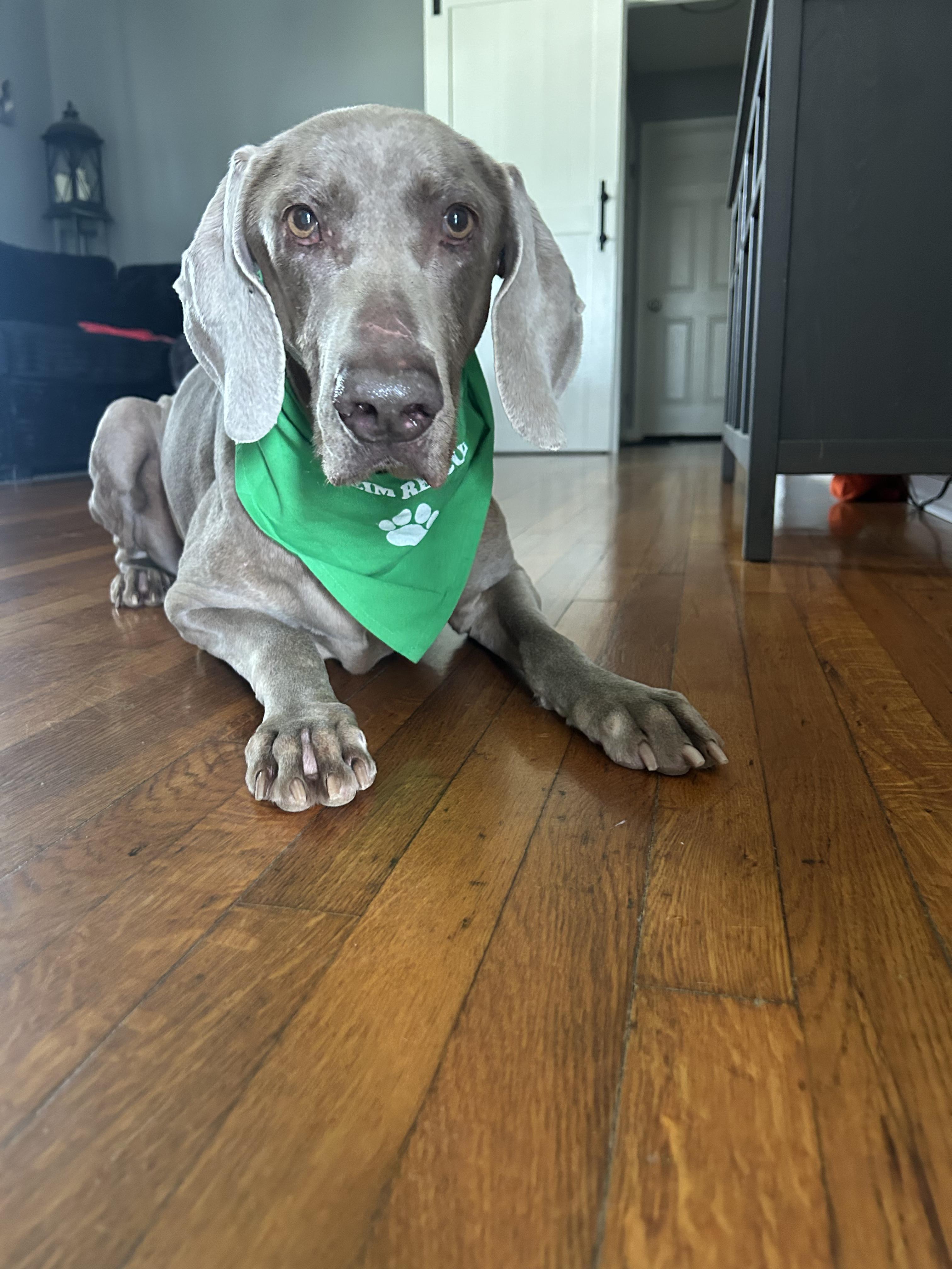 Enlarge Violet, a ADOPTABLE Weimaraner in Jeffersonville, IN image 3/4