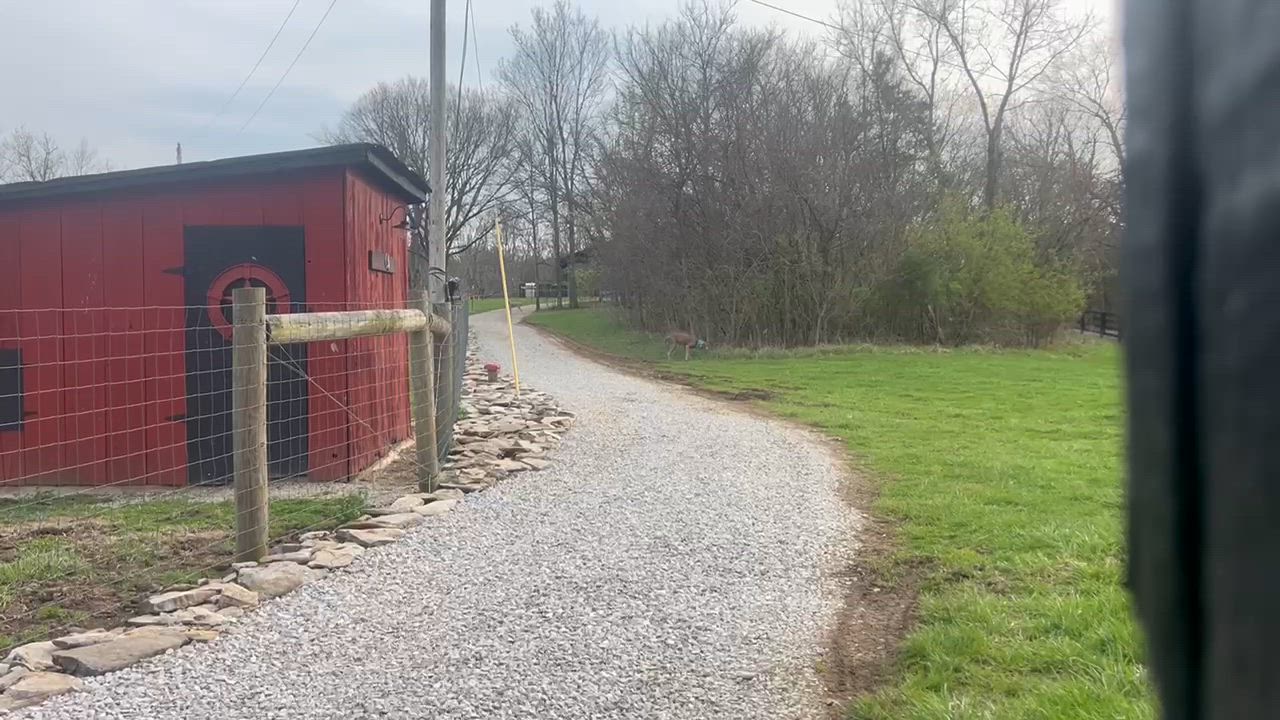 Enlarge Violet, a ADOPTABLE Weimaraner in Jeffersonville, IN video 4/4