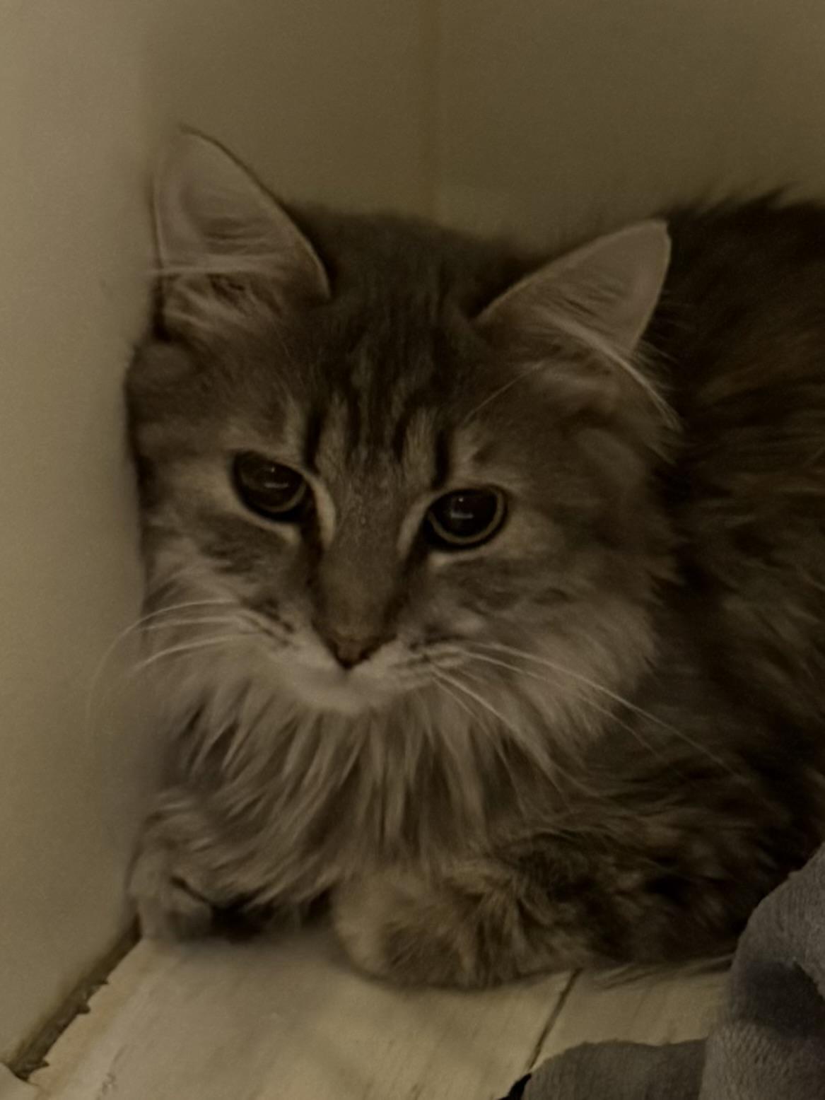 Enlarge Maxine, an adopted Tabby in Lake Ozark, MO image 1/1