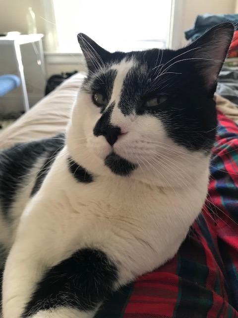 Clancy, Adoptable, Young Male Domestic Short Hair.