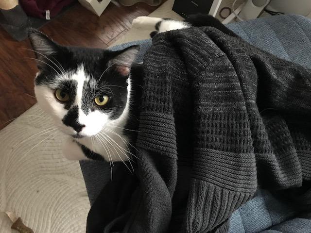 Enlarge Clancy, a Adoptable mixed breed in Minneapolis, MN image 2/4