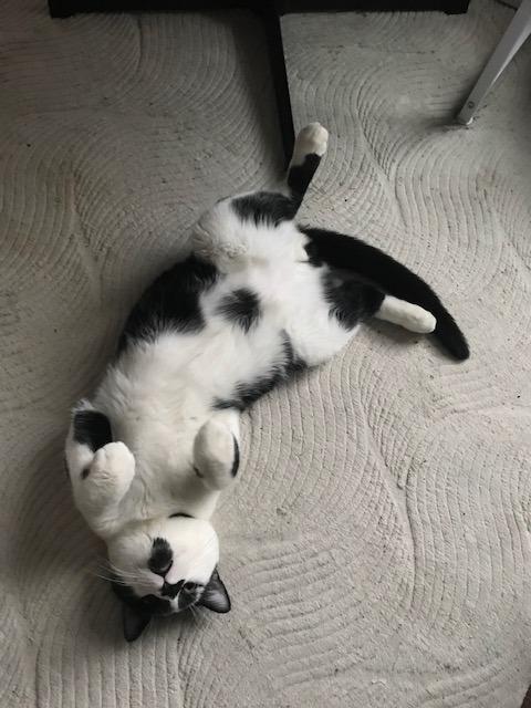 Enlarge Clancy, a Adoptable mixed breed in Minneapolis, MN image 3/4