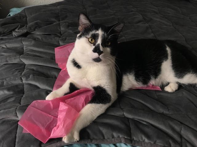 Enlarge Clancy, a Adoptable mixed breed in Minneapolis, MN image 4/4