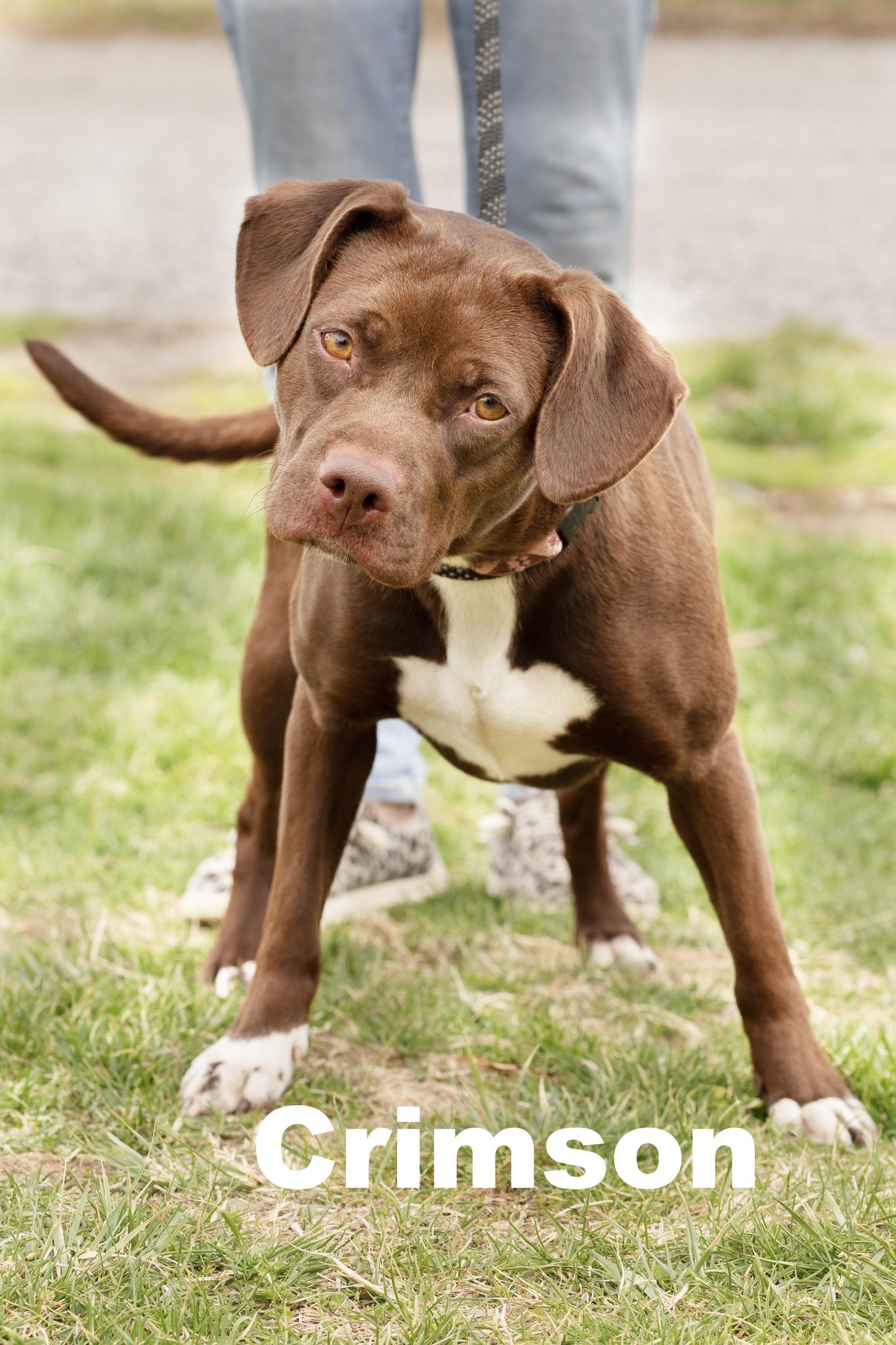 Enlarge Crimson, a ADOPTABLE Mixed Breed in Macomb, IL image 1/1