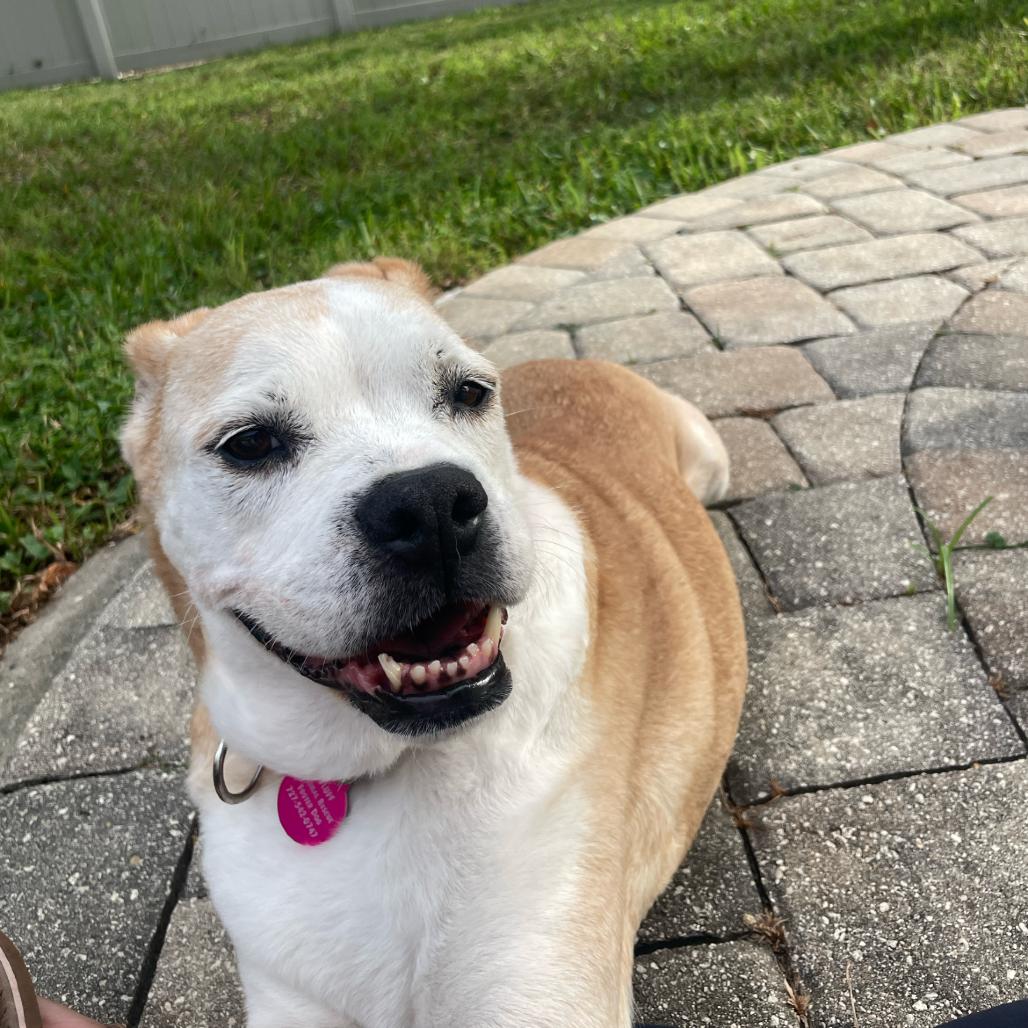 Greta, Adoptable, Adult Female Mixed Breed.