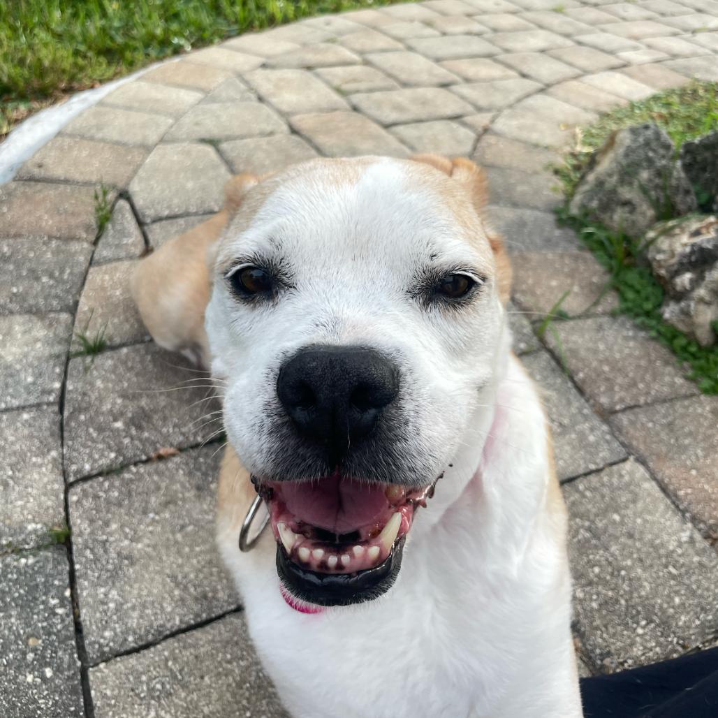 Enlarge Greta, a Adoptable Mixed Breed in Seminole, FL image 2/6