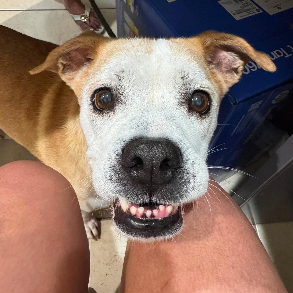 Enlarge Greta, a Adoptable Mixed Breed in Seminole, FL image 3/6