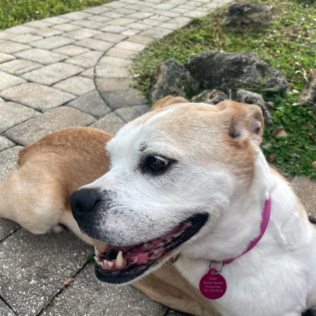 Enlarge Greta, a Adoptable Mixed Breed in Seminole, FL image 4/6