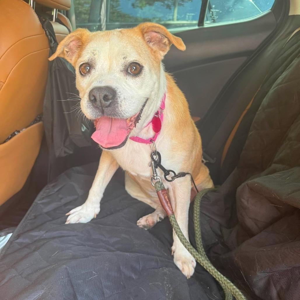 Enlarge Greta, a Adoptable Mixed Breed in Seminole, FL image 5/6