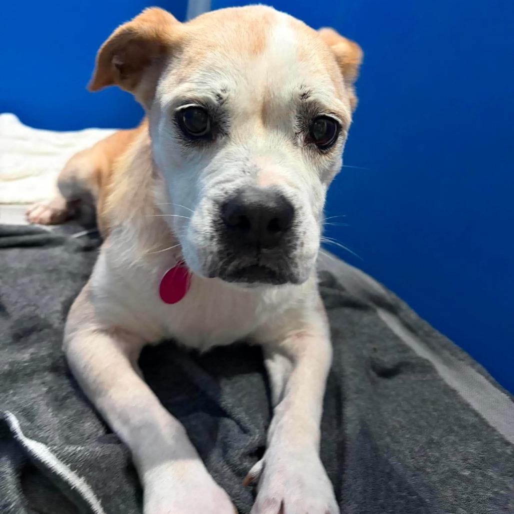 Enlarge Greta, a Adoptable Mixed Breed in Seminole, FL image 6/6
