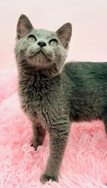 Enlarge Freeze Pop, a Adoptable Russian Blue in Covington, LA image 4/6