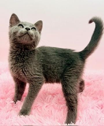 Enlarge Freeze Pop, a Adoptable Russian Blue in Covington, LA image 3/6