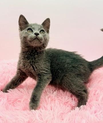 Enlarge Freeze Pop, a Adoptable Russian Blue in Covington, LA image 6/6