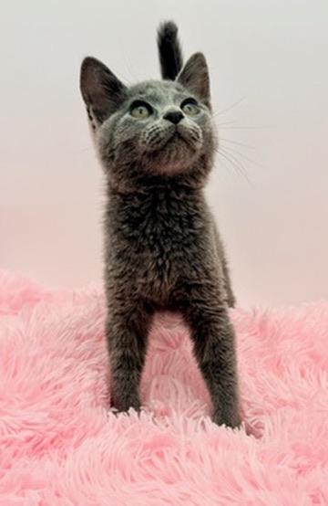 Enlarge Freeze Pop, a Adoptable Russian Blue in Covington, LA image 2/6