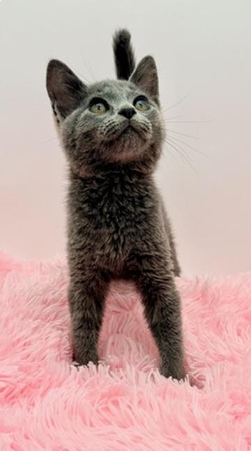 Enlarge Freeze Pop, a Adoptable Russian Blue in Covington, LA image 5/6
