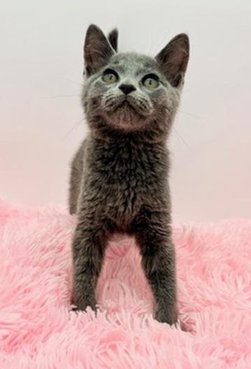 Enlarge Freeze Pop, a Adoptable Russian Blue in Covington, LA image 1/6