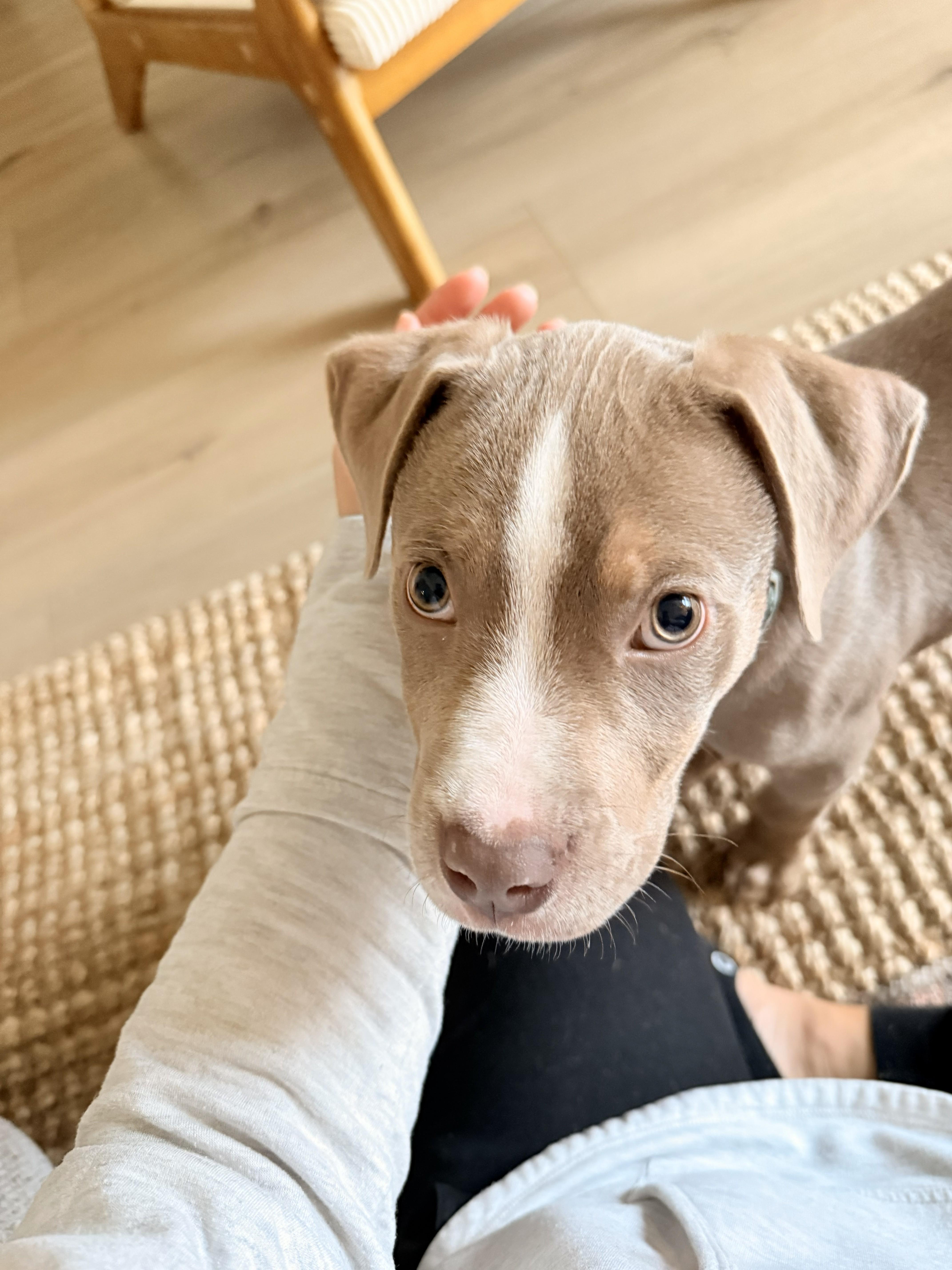Enlarge Rudolph, an adopted mixed breed in Wilmington, NC image 3/3