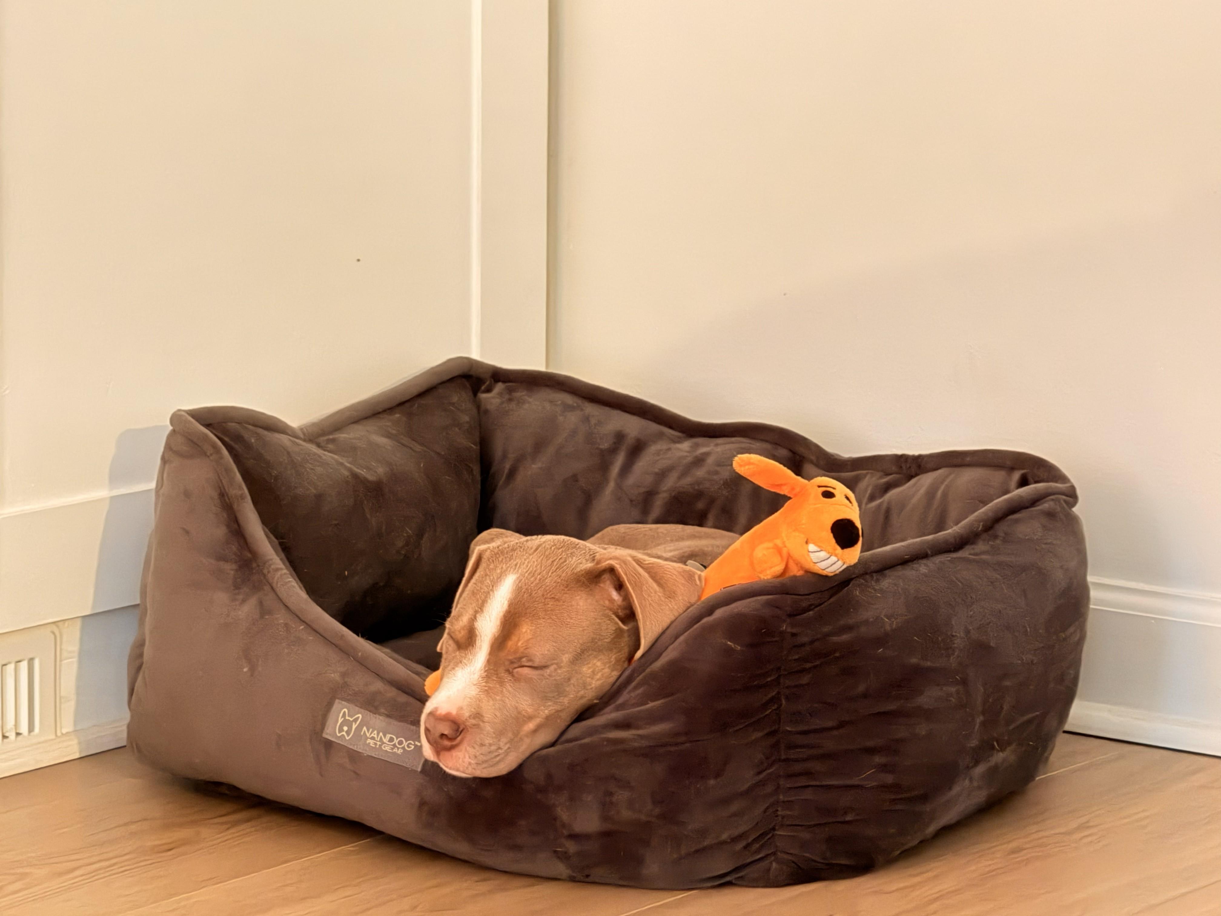 Enlarge Rudolph, an adopted mixed breed in Wilmington, NC image 2/3