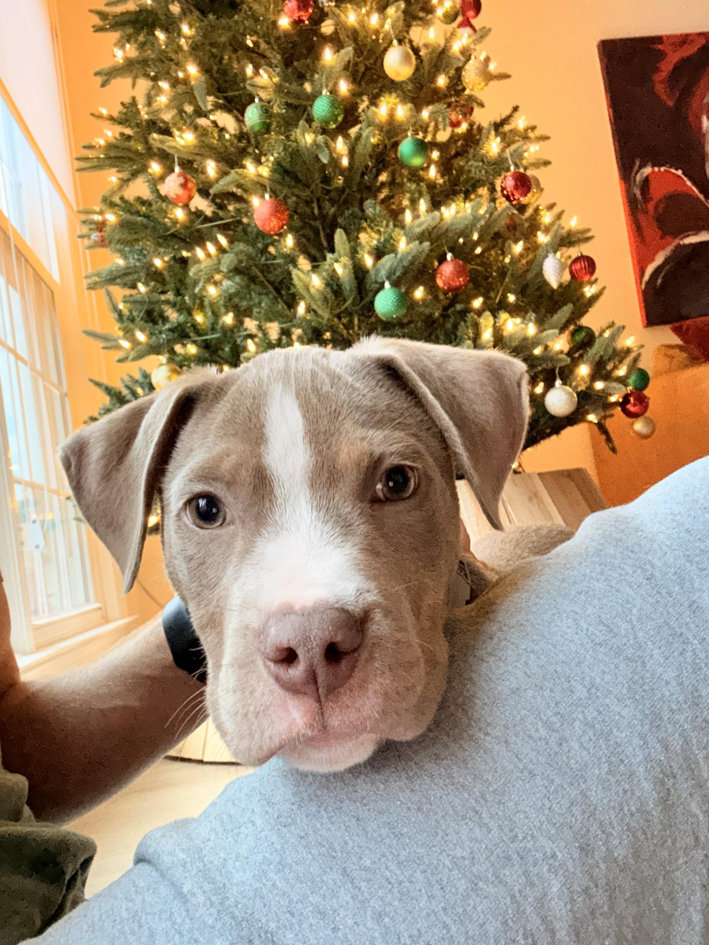 Rudolph, ADOPTABLE, Puppy Male American Bully.