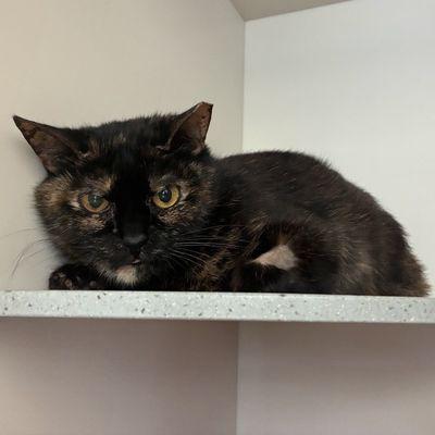 Camilla, a Adoptable Domestic Short Hair in New York, NY image 1/2