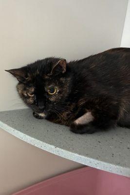 Camilla, a Adoptable Domestic Short Hair in New York, NY image 2/2