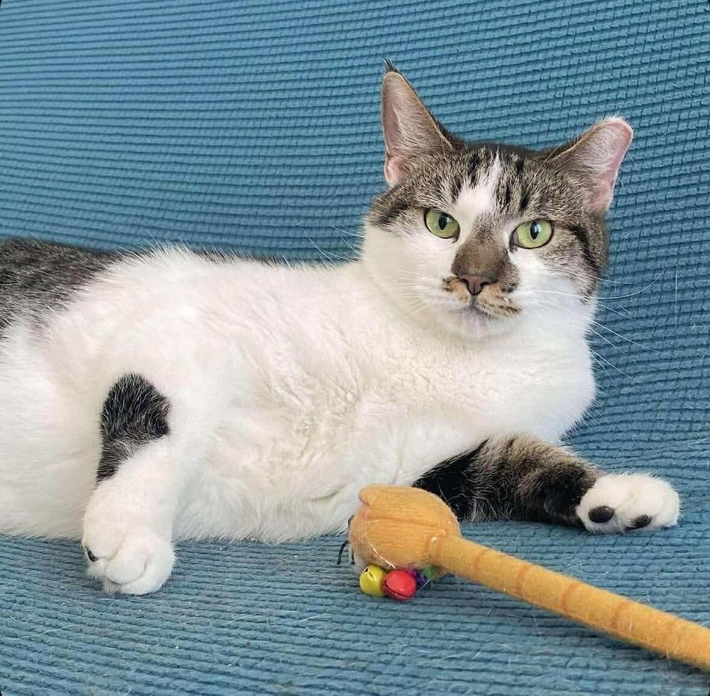 Enlarge Birdie, a Adoptable Domestic Short Hair in Raleigh, NC image 2/6