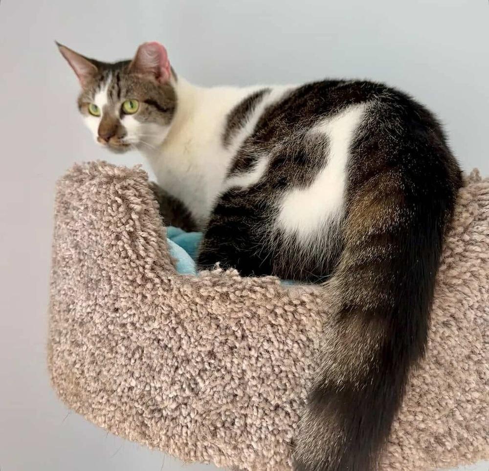 Enlarge Birdie, a Adoptable Domestic Short Hair in Raleigh, NC image 3/6