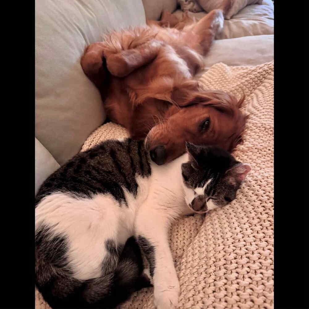 Enlarge Birdie, a Adoptable Domestic Short Hair in Raleigh, NC image 4/6