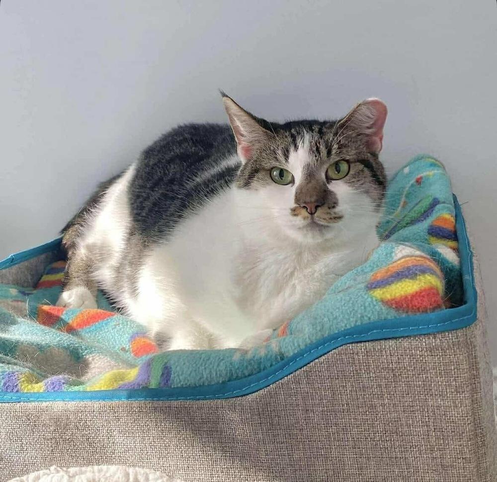 Birdie, Adoptable, Adult Female Domestic Short Hair.