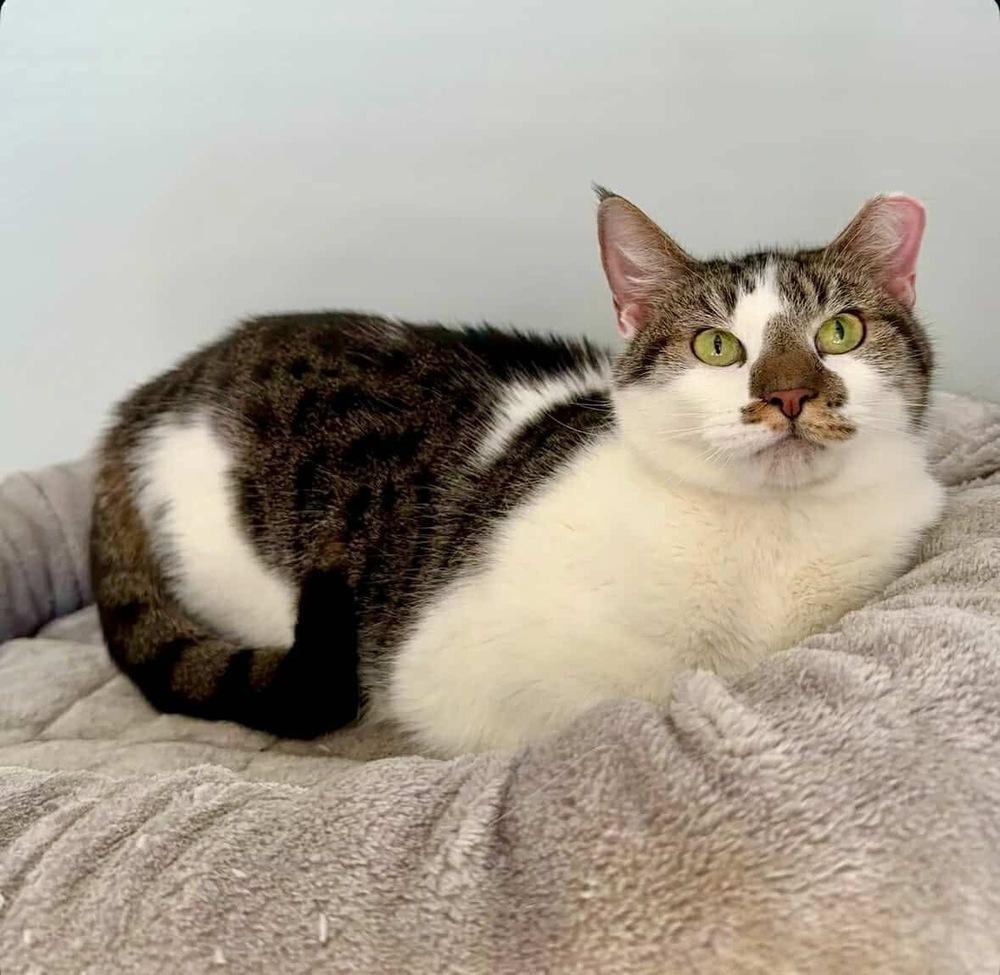 Enlarge Birdie, a Adoptable Domestic Short Hair in Raleigh, NC image 6/6