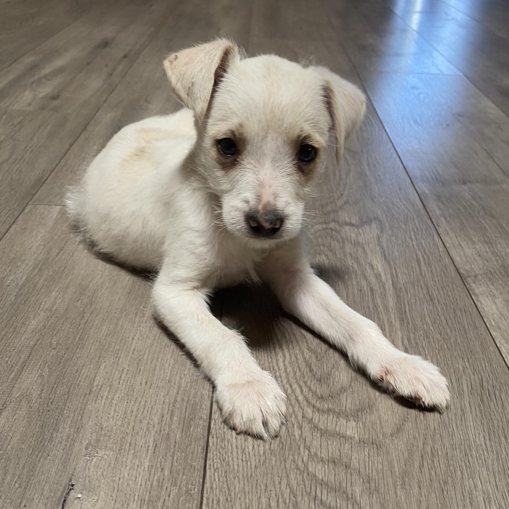 Radish, Adoptable, Puppy Male Terrier & Poodle.