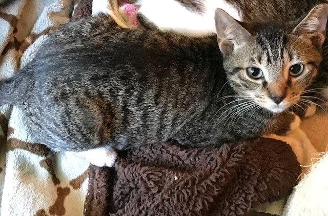 Jackson, Adoptable, Kitten Male Domestic Short Hair.