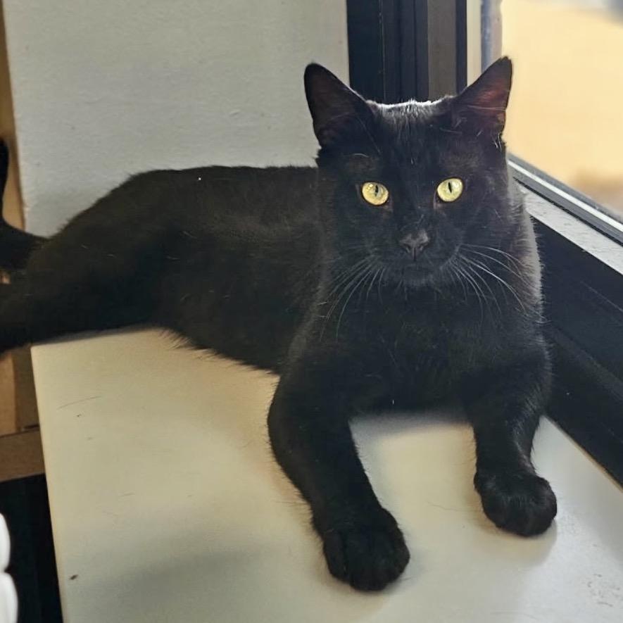 Cooper, Adoptable, Adult Male Domestic Short Hair.