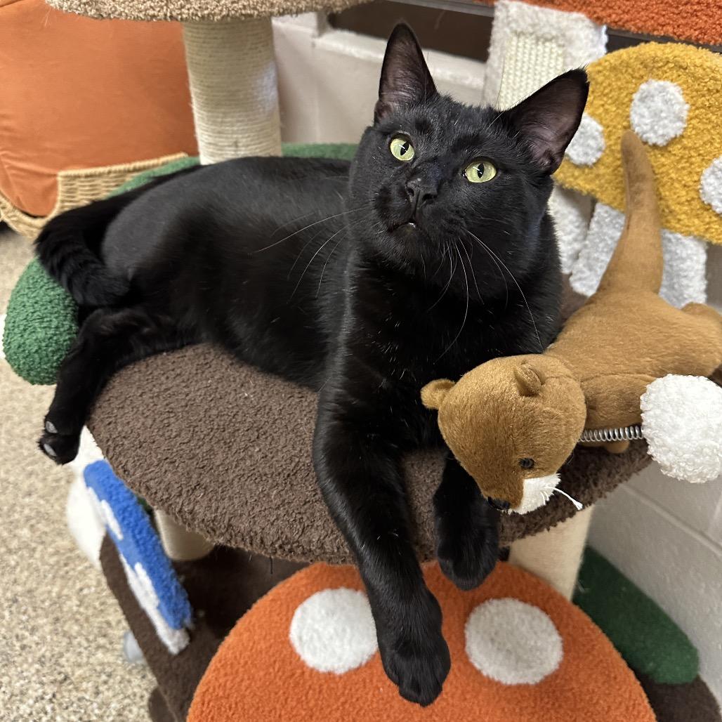 Enlarge Cooper, a Adoptable Domestic Short Hair in Middleburg Heights , OH image 2/6