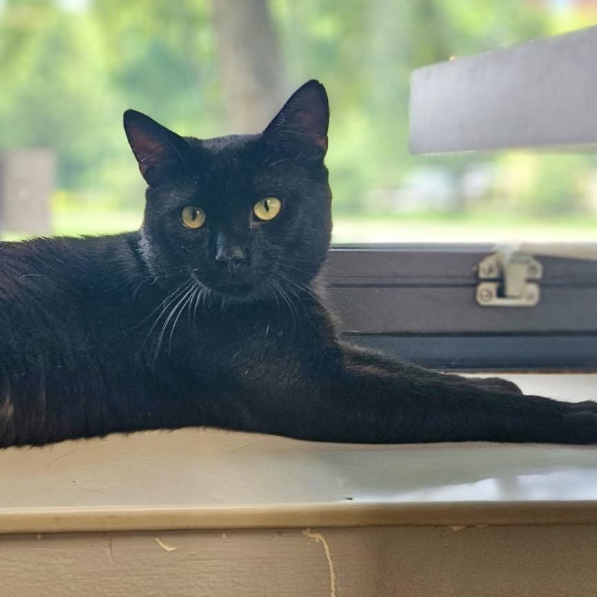 Enlarge Cooper, a Adoptable Domestic Short Hair in Middleburg Heights , OH image 3/6