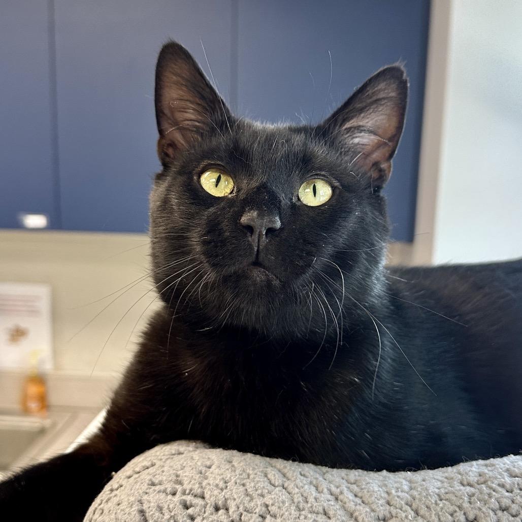 Enlarge Cooper, a Adoptable Domestic Short Hair in Middleburg Heights , OH image 4/6