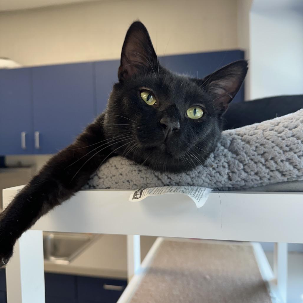 Enlarge Cooper, a Adoptable Domestic Short Hair in Middleburg Heights , OH image 5/6