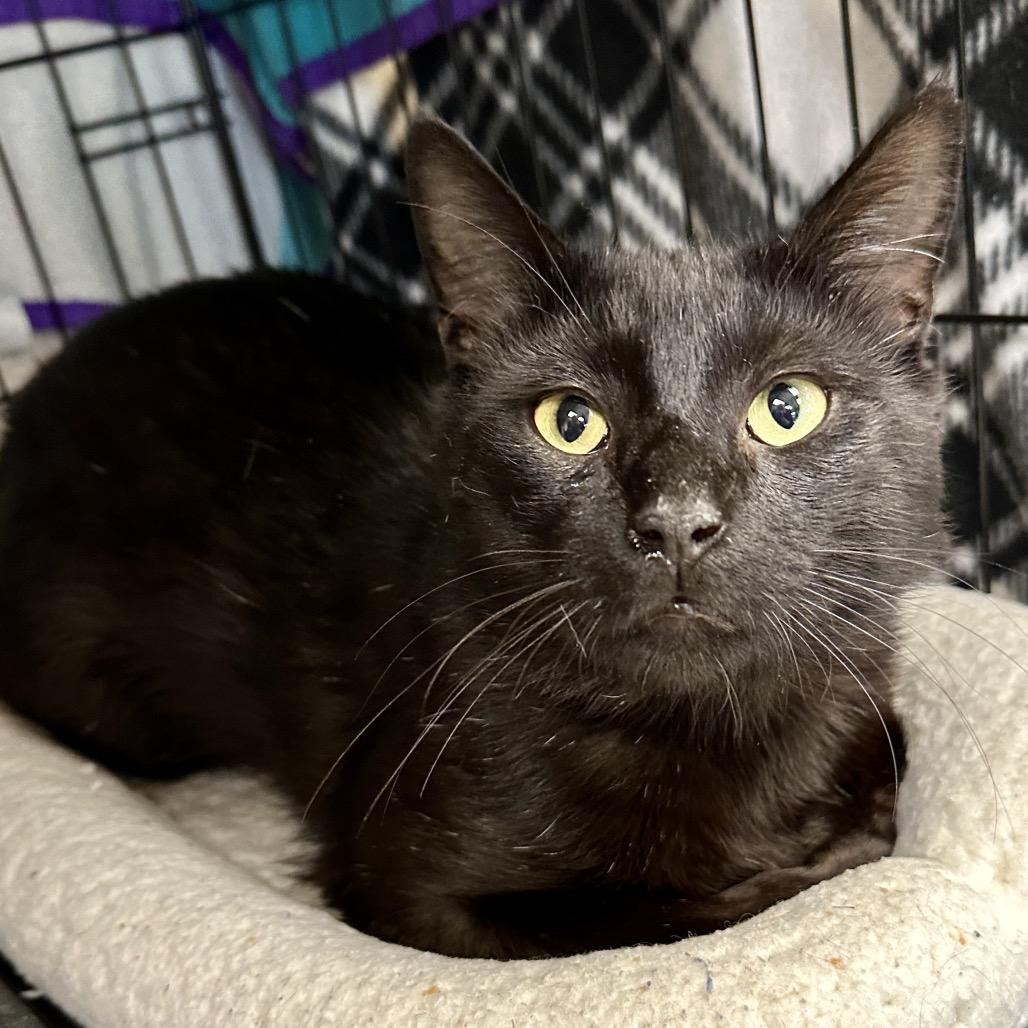 Enlarge Cooper, a Adoptable Domestic Short Hair in Middleburg Heights , OH image 6/6