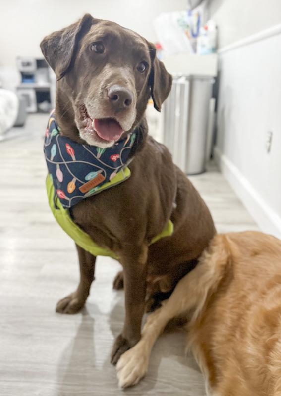 Lily Trace thumbnail 2