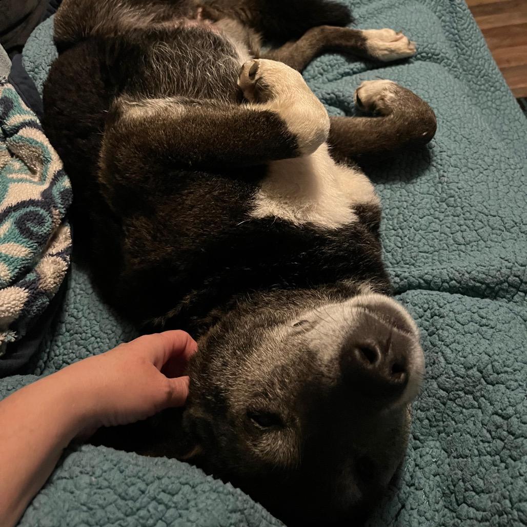 Emma Lou, Adoptable, Senior Female Black Labrador Retriever.