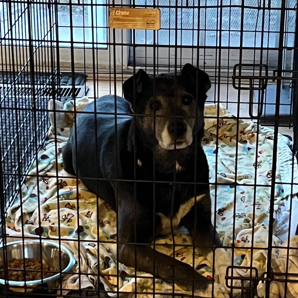 Enlarge Emma Lou, a Adoptable Black Labrador Retriever in Tipton, IN image 2/6
