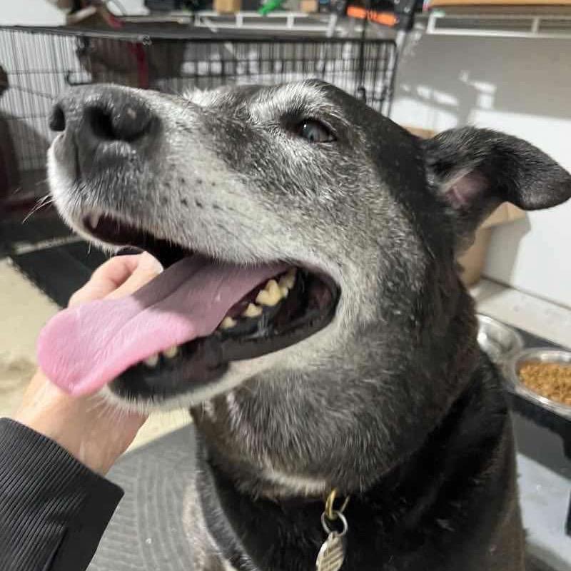 Enlarge Emma Lou, a Adoptable Black Labrador Retriever in Tipton, IN image 4/6