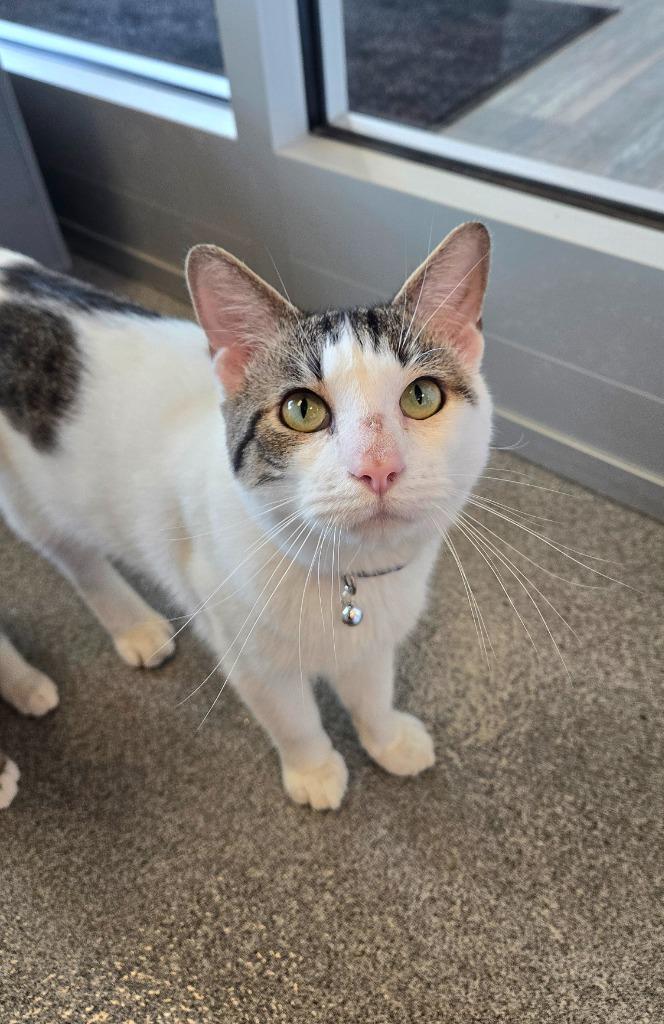 Malek, Adoptable, Adult Male Domestic Short Hair.